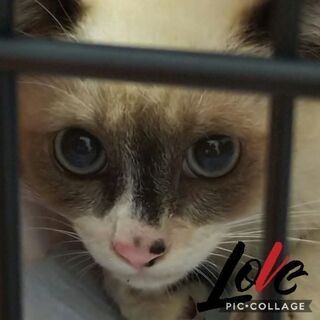 シャム系美男子の子猫🐾の画像