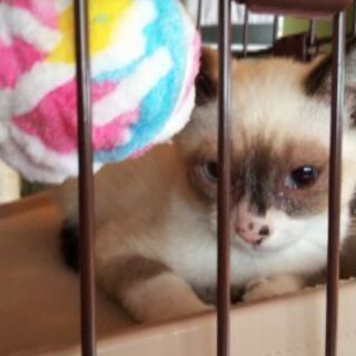 シャム系美男子の子猫🐾 - 松山市