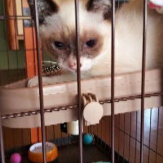 シャム系美男子の子猫🐾 - 猫