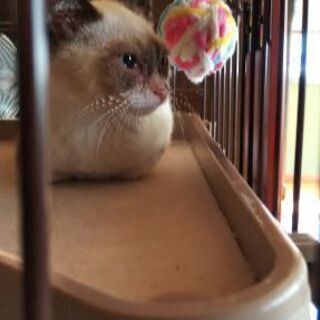 シャム系美男子の子猫🐾 − 愛媛県
