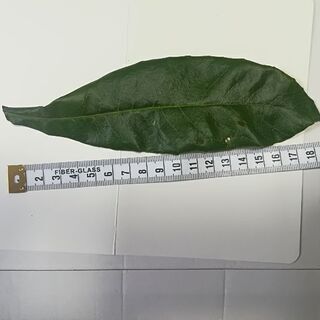 びわの葉【完全無農薬】の画像