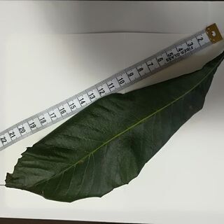 びわの葉【完全無農薬】の画像