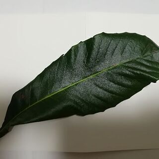 びわの葉【完全無農薬】の画像