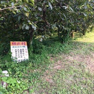 びわの葉【完全無農薬】の画像