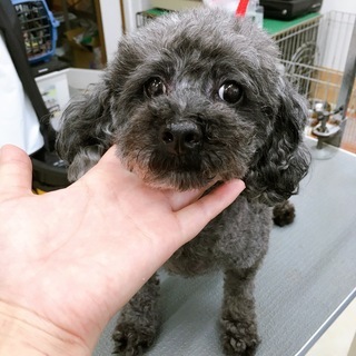 プードル 女の子　受付一旦停止します。お返事待ちの方少しお待ちください。 − 北海道