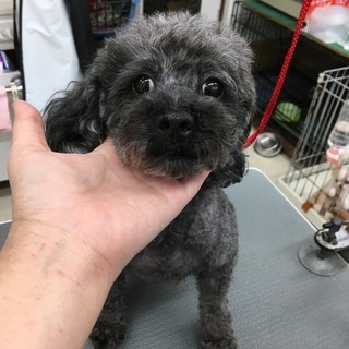 プードル 女の子　受付一旦停止します。お返事待ちの方少しお待ちください。 - 犬