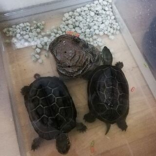 亀2匹です