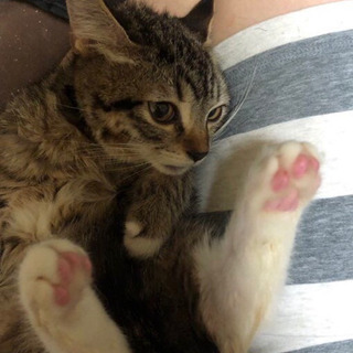 【見つかりました！】迷子のキジトラ猫探してます【西東京市】 - 西東京市