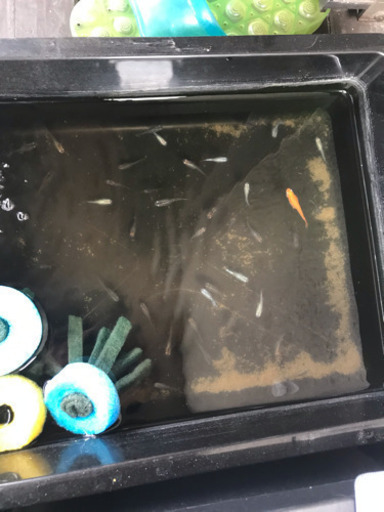 メダカミックス