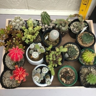 多肉植物セット