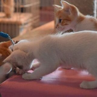 塩キャラメル兄妹、里親募集中です。 - 久留米市
