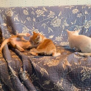 塩キャラメル兄妹、里親募集中です。 - 猫