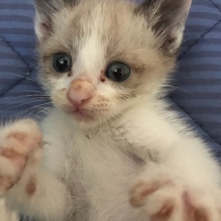 シャムのミックス子猫オス