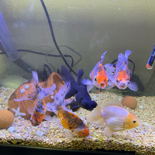 金魚