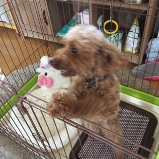 再度募集します。