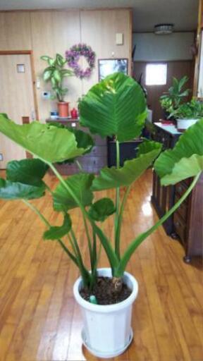 観葉植物L