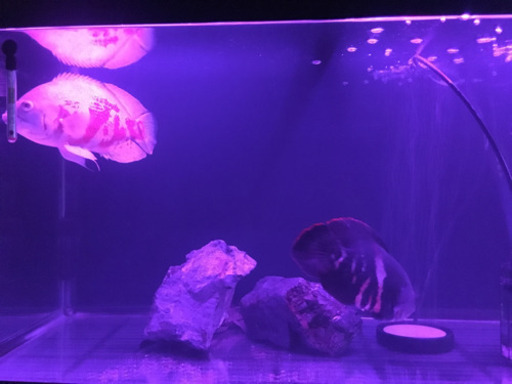 熱帯魚（ブラジル産ワイルドオスカー） 水槽セット900