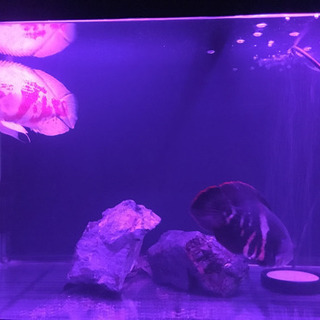 熱帯魚（ブラジル産ワイルドオスカー） 水槽セット900