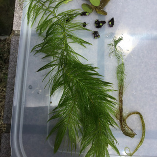 水草・浮き草各種（絶滅危惧イチョウ浮き苔・オオサンショウモ・フロ...