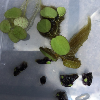 水草・浮き草各種（絶滅危惧イチョウ浮き苔・オオサンショウモ・フロッグピット）の画像