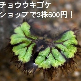 水草・浮き草各種（絶滅危惧イチョウ浮き苔・オオサンショウモ・フロッグピット）の画像
