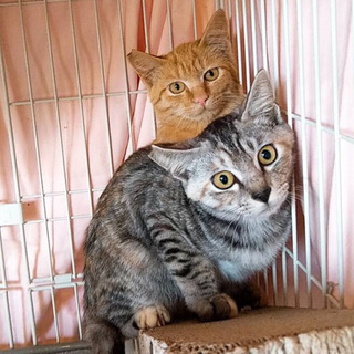 避妊手術済み仔猫