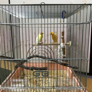 カナリア里親募集オスメスペア