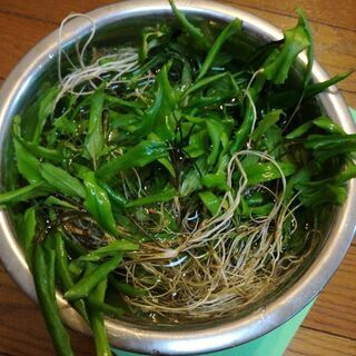 熱帯魚用水草売ります