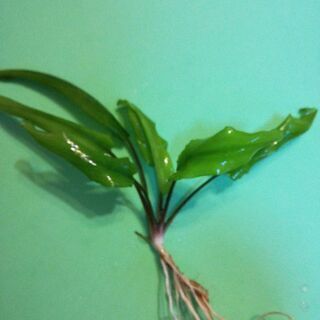 熱帯魚用水草売りますの画像