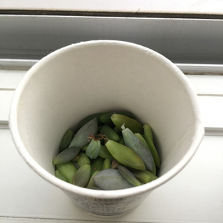 多肉植物挿し葉(大量)