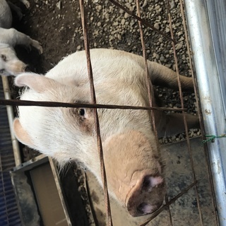 2歳程度のミニブタの兄弟です。　新しい家族を募集します。