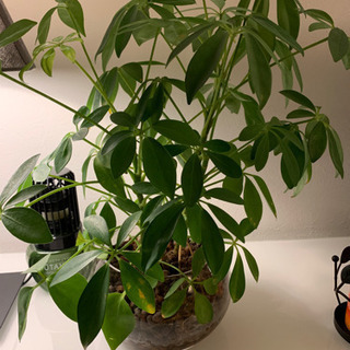 ハイドロ観葉植物セット