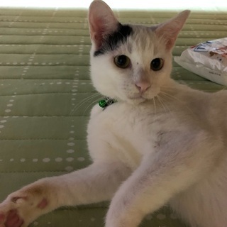 去勢済健診済の人にも猫にも懐っこい子です。