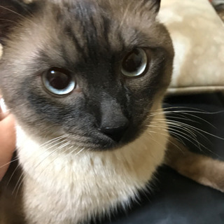 シャムミックス2歳雄です