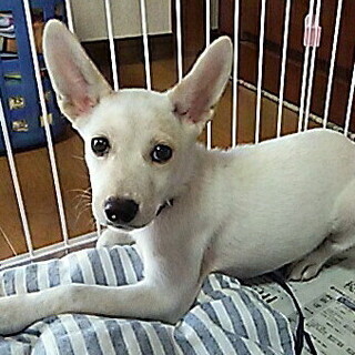少しビビりのところもありますが・・・元気食欲旺盛な3カ月の女の子です。
