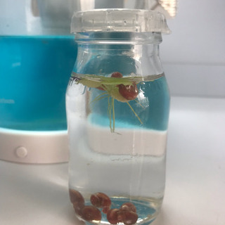 ピンクラムズホーン 10匹