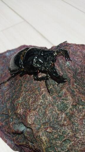 タランドゥスオオツヤクワガタ