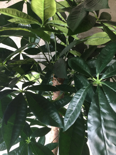 人工観葉植物 光触媒 パキラ183センチ