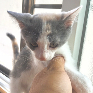 保護猫養育のお願い