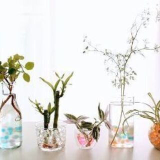 バブルジェリーの画像