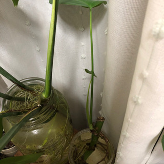 モンステラ苗木の画像
