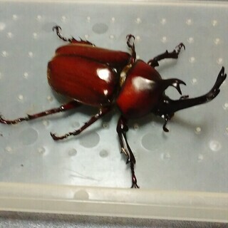香川県産天然採集　【ラスト１匹】カブトムシ　１匹（丸亀市郡家町周...
