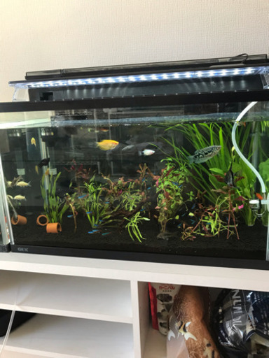 熱帯魚 水槽 取り引き中