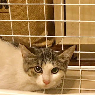 子猫 生後4か月くらい