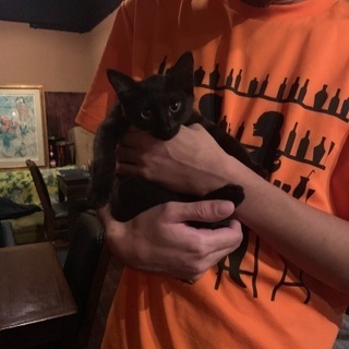 子猫の里親さん募集