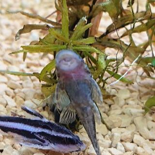 ミニブッシープレコ(アンキストルス テミンキー小型魚 プレコ 熱帯魚 水槽 水草 コケ レイアウト)の画像