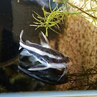 ストライプトーキングキャット(熱帯魚 アクアリウム 水槽 水草 ...