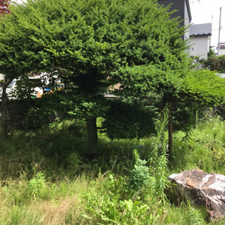 庭の植木 (持っていっていただける方)
