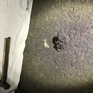 クワガタ、カブトムシ採集仲間