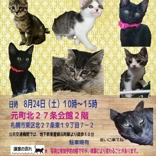 保護猫の譲渡会 子猫と成猫と！